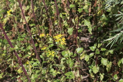 Senecio tamoides
