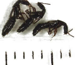 Phacophallus parumpunctatus