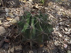Ferocactus herrerae