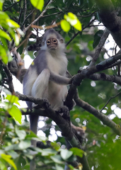 Presbytis mitrata