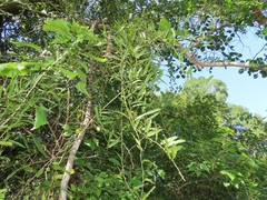 Capparis brassii