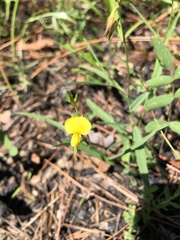 Crotalaria purshii