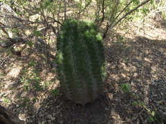 Ferocactus herrerae
