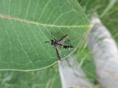 Physocephala marginata