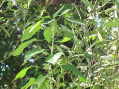 Capparis brassii