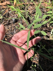 Crotalaria purshii