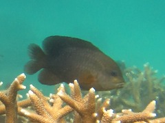 Stegastes punctatus