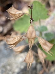 Salvia roemeriana