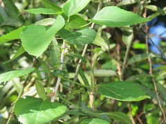 Acalypha glabrata