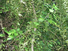 Acalypha glabrata