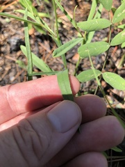 Crotalaria purshii