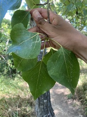 Populus