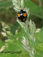 Harmonia axyridis