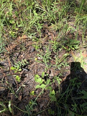 Crotalaria purshii