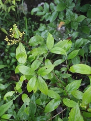 Hydrangea chinensis