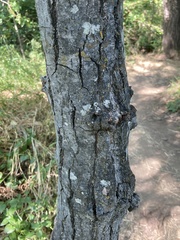 Populus
