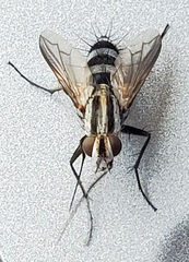 Vanderwulpia sequens