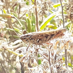 Calliptamus plebeius