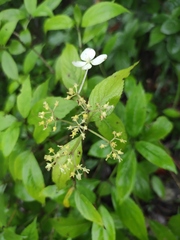 Hydrangea chinensis
