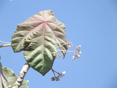 Jatropha peltata