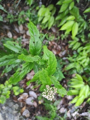 Eupatorium fortunei