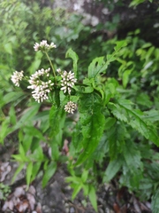 Eupatorium fortunei