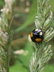 Harmonia axyridis
