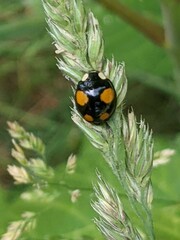 Harmonia axyridis