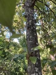 Populus