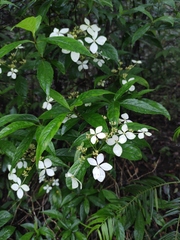 Hydrangea chinensis