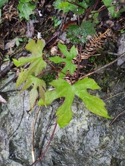 Ampelopsis humulifolia