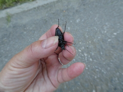 Carabus henningi
