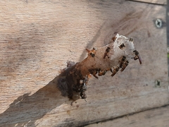 Tetragonisca angustula