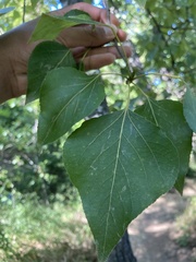 Populus