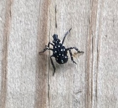 Lycorma delicatula