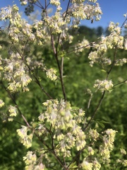 Thalictrum