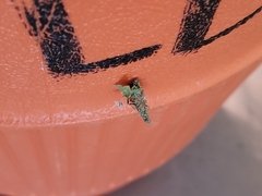 Pterygota