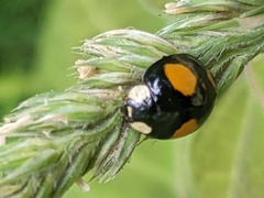 Harmonia axyridis