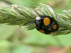 Harmonia axyridis
