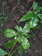 Pittosporum illicioides
