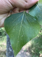 Populus