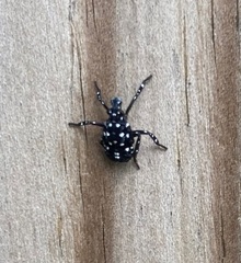 Lycorma delicatula