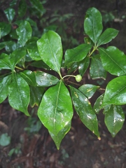 Pittosporum illicioides