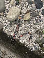 Micrurus lemniscatus helleri