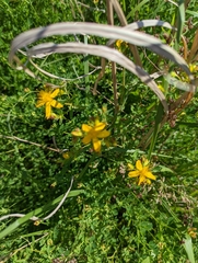 Hypericum
