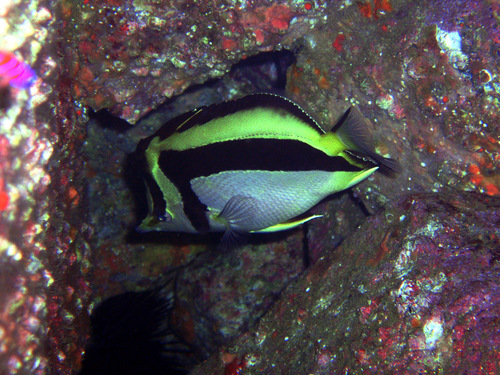 Photo of Falcate Coralfish (Prognathodes falcifer)