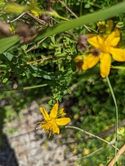 Hypericum