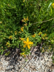 Hypericum