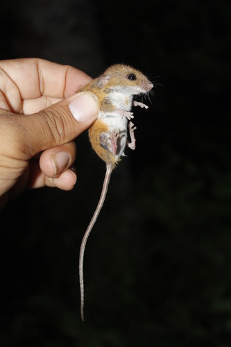 Fulvous Harvest Mouse