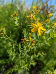 Hypericum